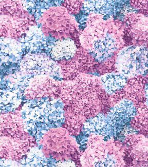 Fabric Traditions Pink Blue Hydrangeas Premium Cotton Fabric